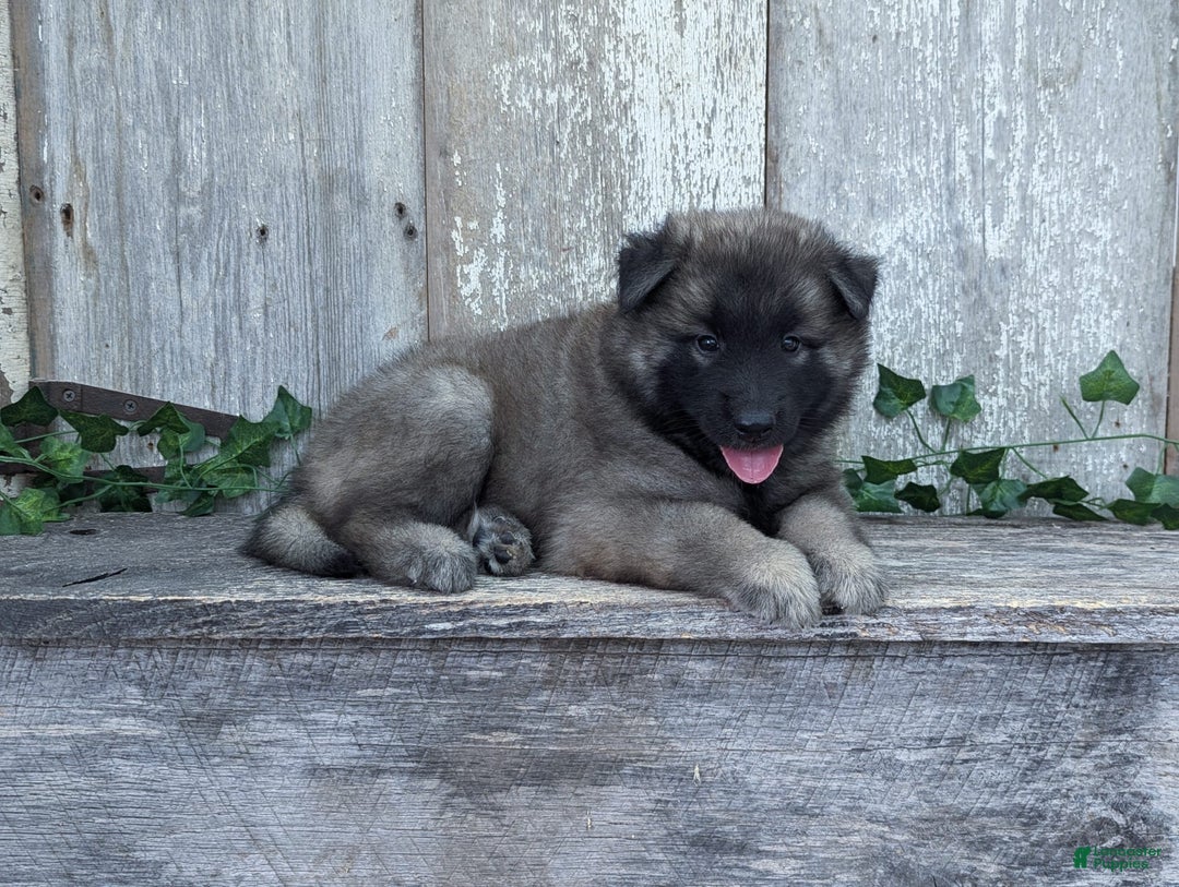 Belgian Tervuren dogs for sale: Smoke - Image 2