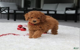 Miniature Poodle dogs for sale: Miniature Poodle 3 puppies - Image 11