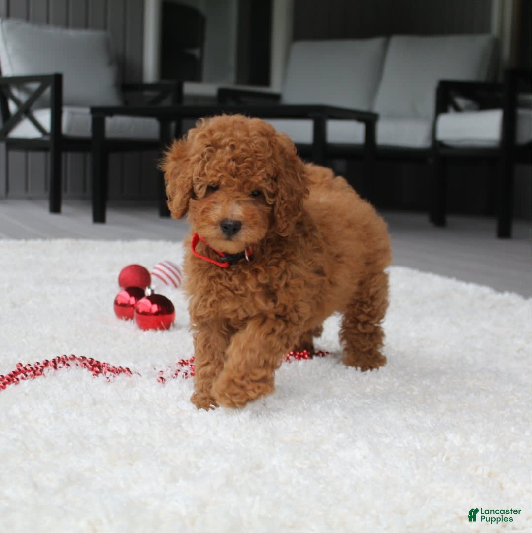 Miniature Poodle dogs for sale: Miniature Poodle 3 puppies - Image 11
