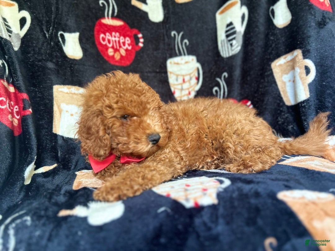 Cavapoo dogs for sale: Phoenix - Image 8