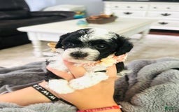 Miniature Poodle dogs for sale: Parti Girl - Image 2