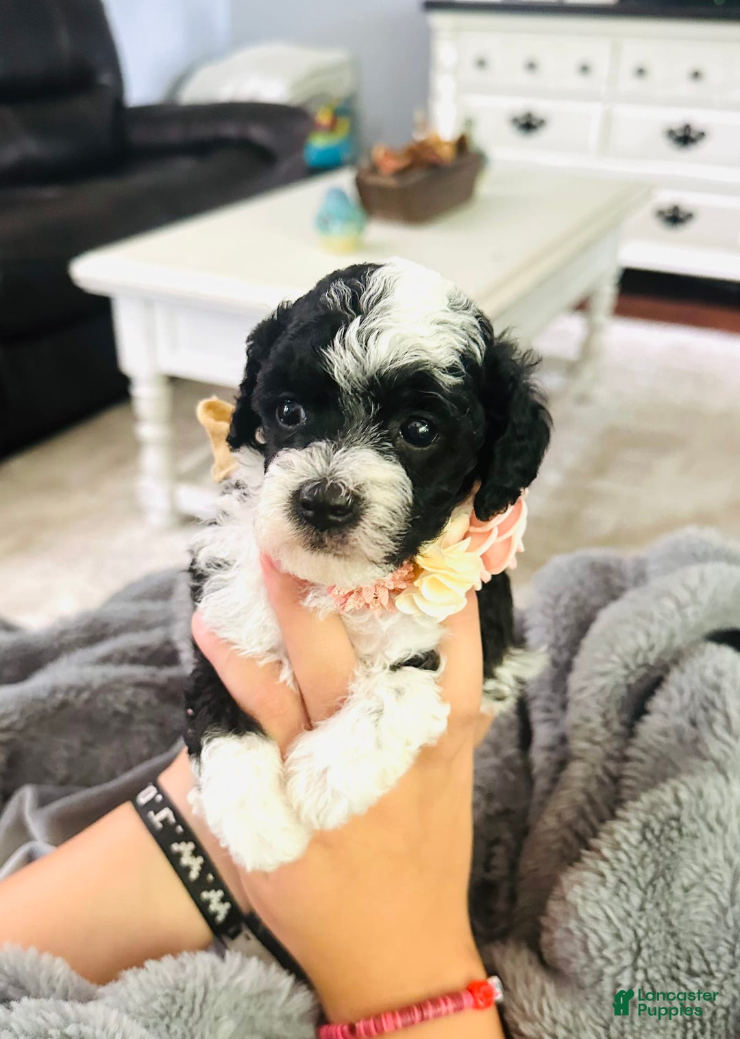 Miniature Poodle dogs for sale: Parti Girl - Image 2