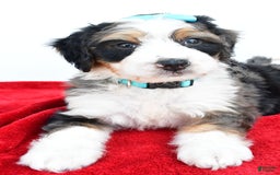 Mini Bernedoodle dogs for sale: Mini Bernedoodle 5 puppies - Image 15
