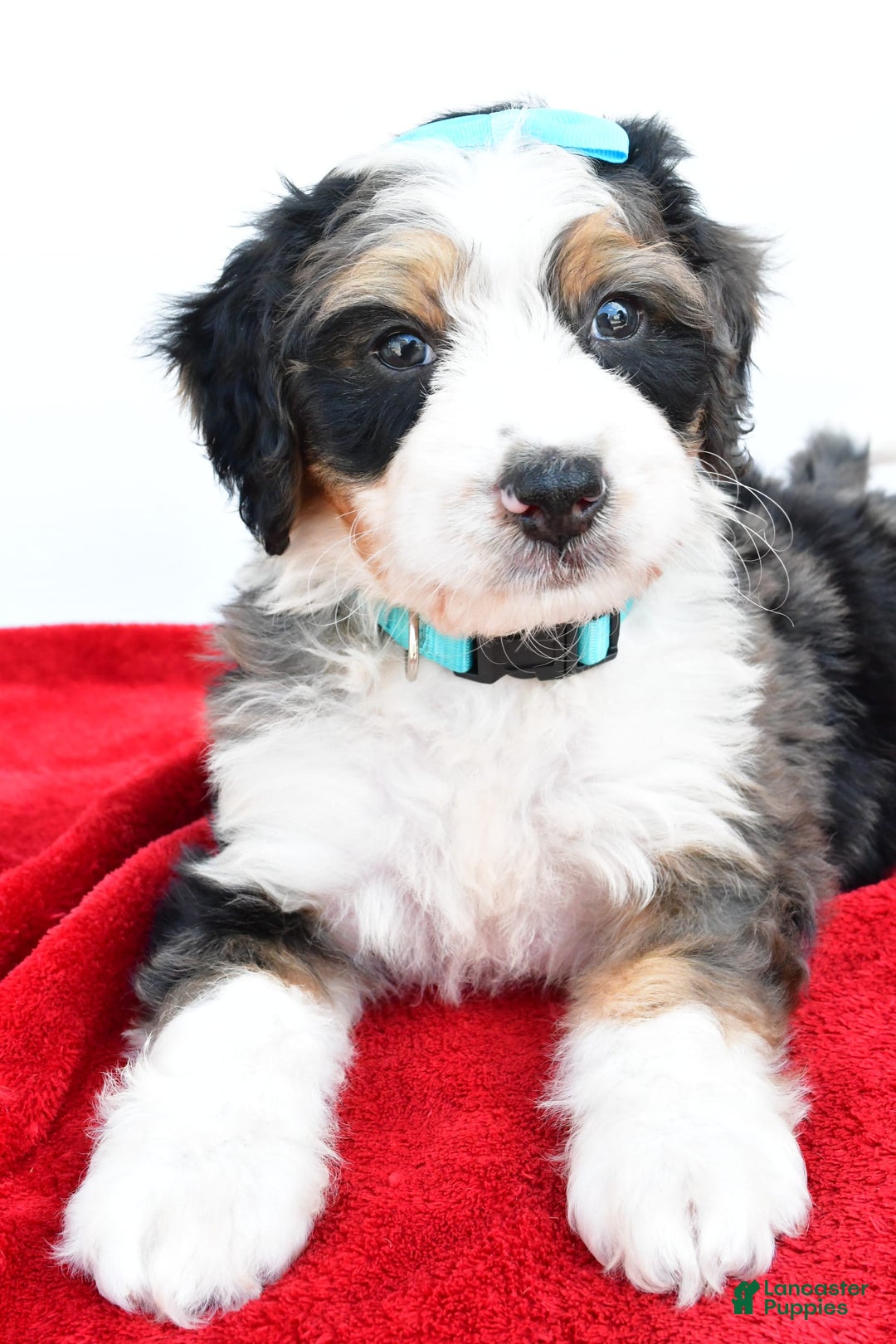 Mini Bernedoodle dogs for sale: Mini Bernedoodle 5 puppies - Image 15