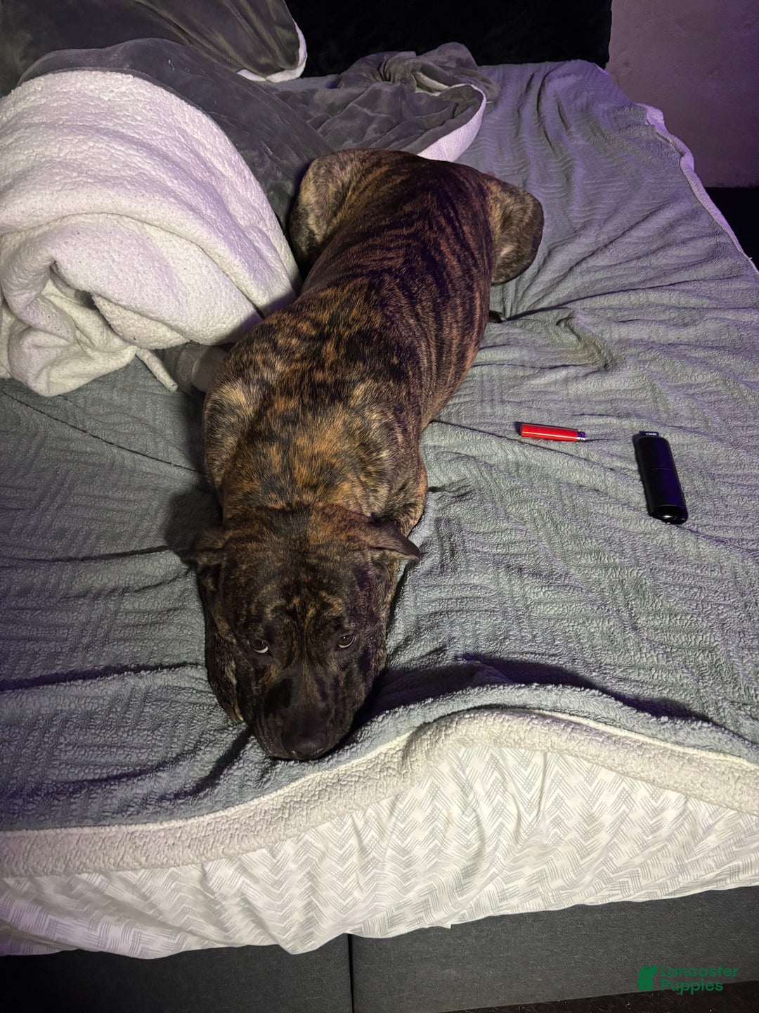 Cane Corso dogs for sale: Blue - Image 6