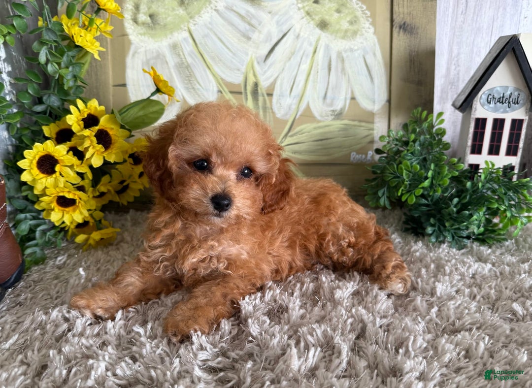 Toy Poodle dogs for sale: Israel - Image 4
