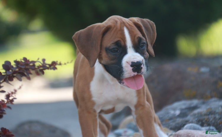 Boxer dogs for sale - Ad 1
