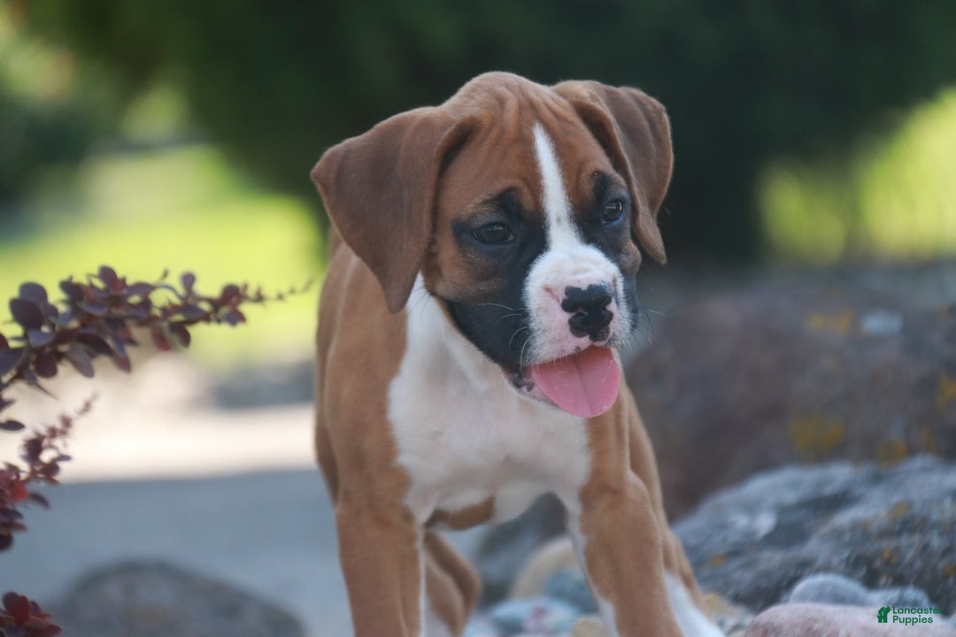 Boxer dogs for sale: Stacy - Image 5