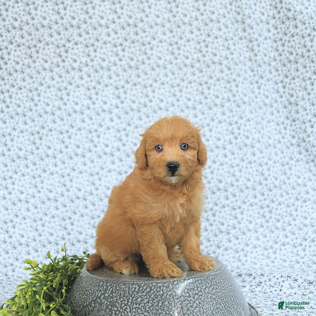 Mini Goldendoodle dogs for sale: Kassia - Image 9
