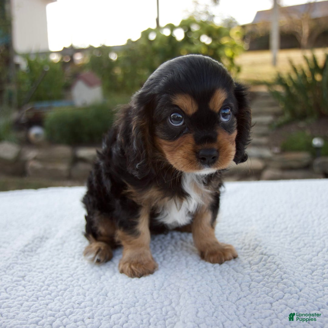 Cavalier King Charles Spaniel dogs for sale: Cooper - Image 4