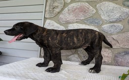 English Mastiff dogs for sale: Berkley - Image 13