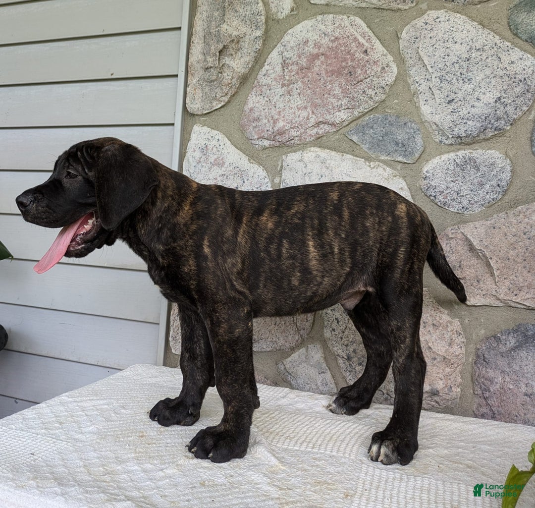English Mastiff dogs for sale: Berkley - Image 13