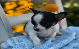 Chihuahua dogs for sale: Chihuahua 3 puppies - Image 9