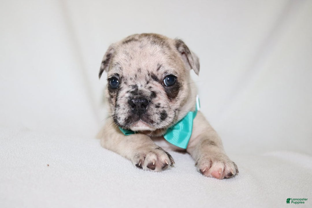 French Bulldog dogs for sale: Loki Akc - Image 24
