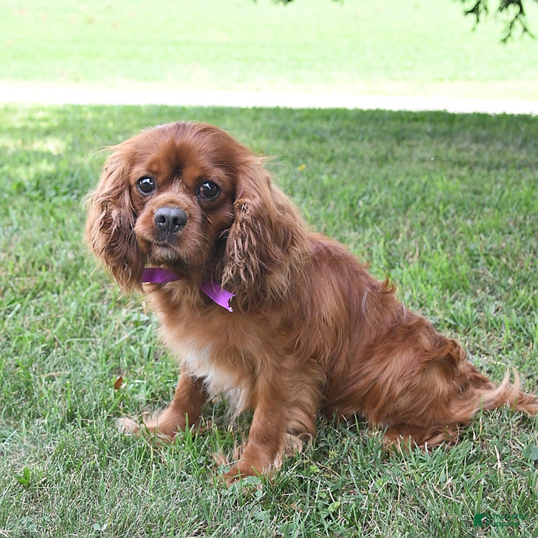 Cavalier King Charles Spaniel dogs for sale: Zander Blake - Image 12