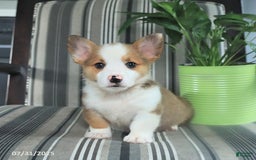 Welsh Corgi Pembroke dogs for sale: Tim - Image 3