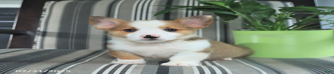 Tim