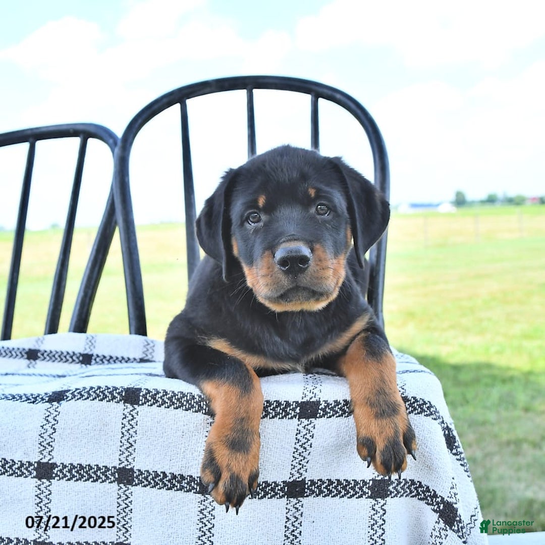 Rottweiler dogs for sale: Sparkle - Image 15