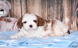 Cavalier King Charles Spaniel dogs for sale: Felix - Image 4