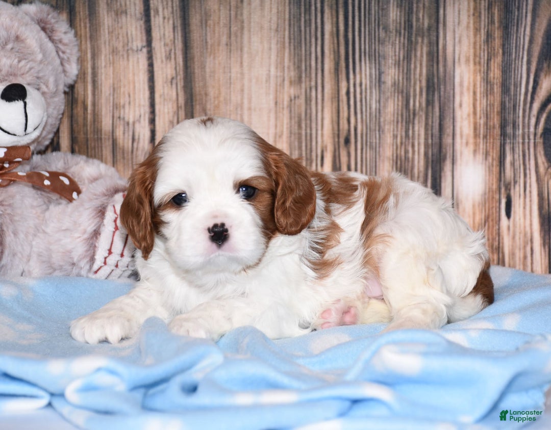 Cavalier King Charles Spaniel dogs for sale: Felix - Image 4