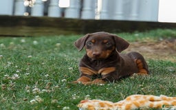 Doberman Pinscher dogs for sale: Daisy - Image 8