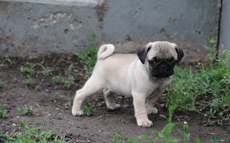 Pug dogs for sale: Galen - Image 5