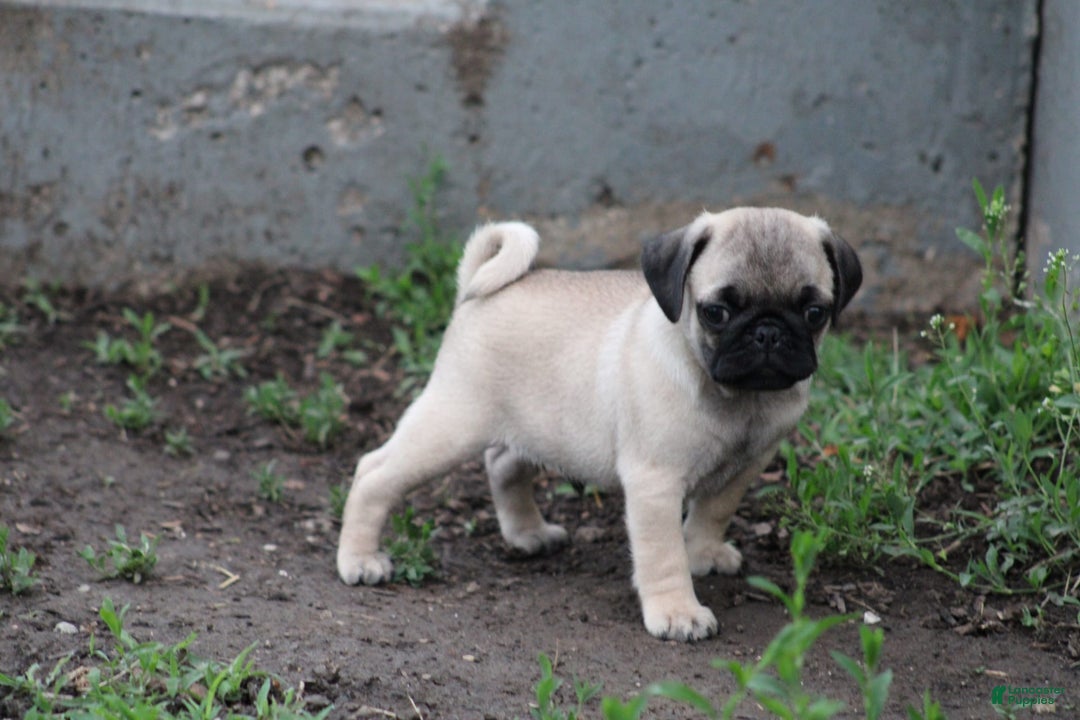 Pug dogs for sale: Galen - Image 5