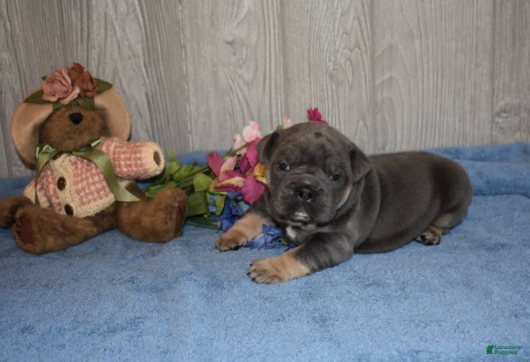 Olde English Bulldogge dogs for sale: Ripples - Image 3