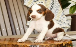 Beagle dogs for sale: Phil - Image 1