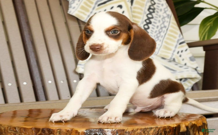 Beagle dogs for sale - Ad 4