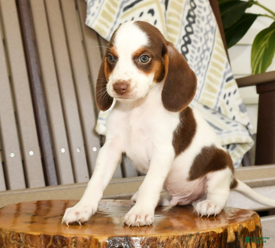 Beagle dogs for sale: Phil - Image 1