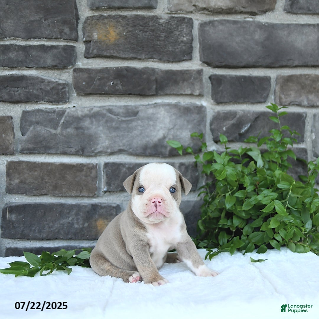 Olde English Bulldogge dogs for sale: Coby - Image 1