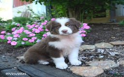 Australian Shepherd dogs for sale: Bonnie - Image 1