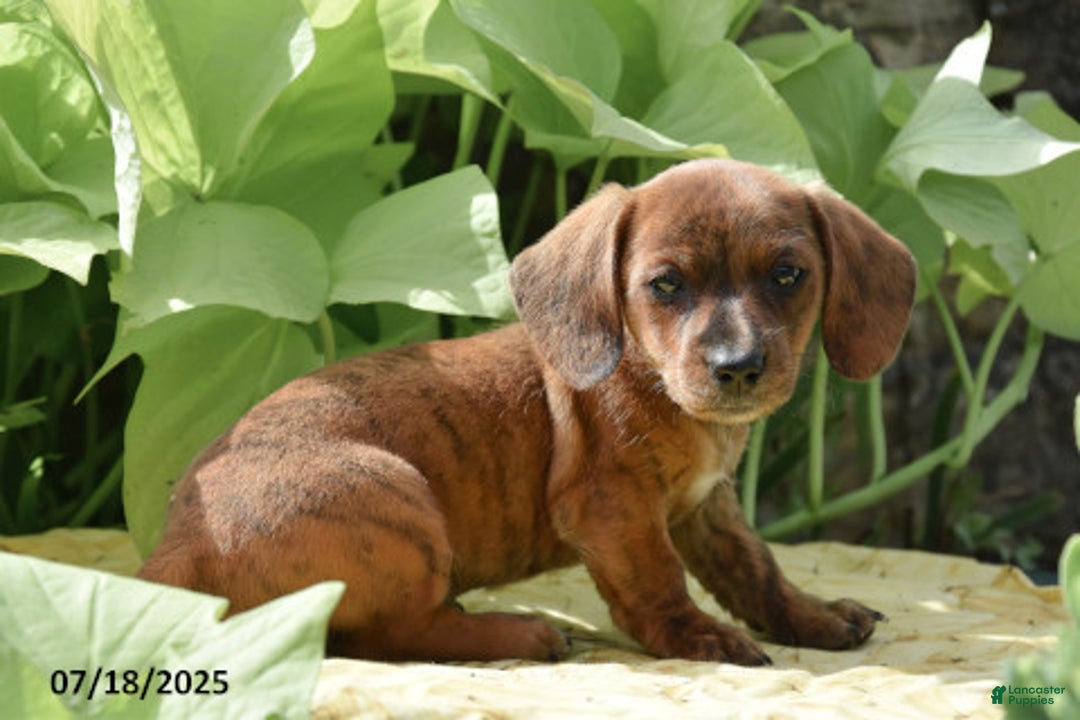 Miniature Dachshund dogs for sale: Jasmine - Image 1