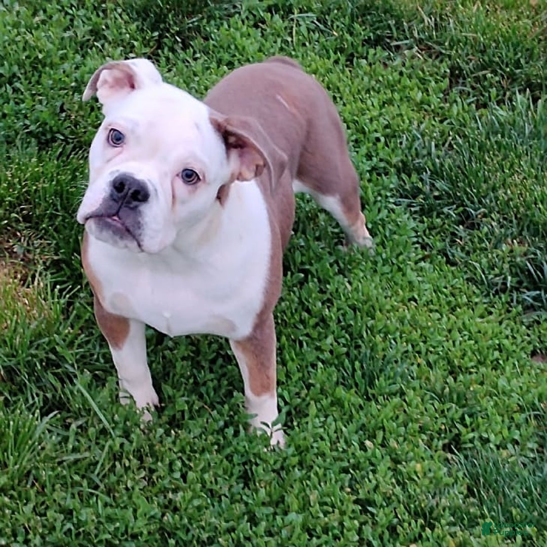 Boston Terrier dogs for sale: Porky - Image 10