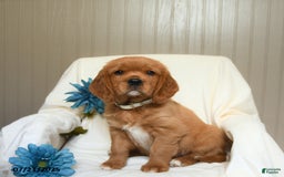 Miniature Golden Retriever dogs for sale: Rusty - Image 3