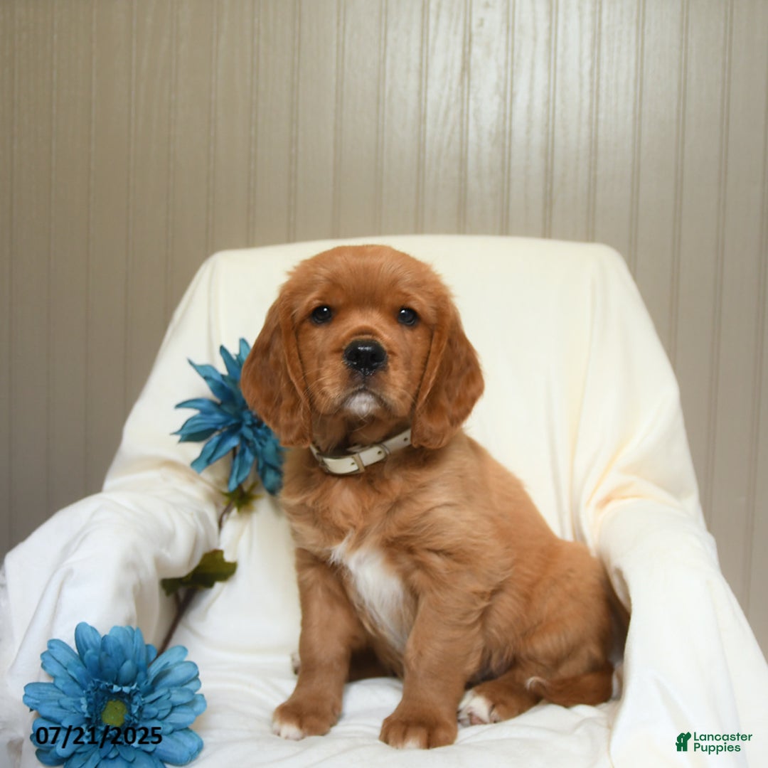 Miniature Golden Retriever dogs for sale: Rusty - Image 3