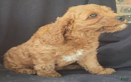 Cockapoo dogs for sale: Biscuit - Image 6