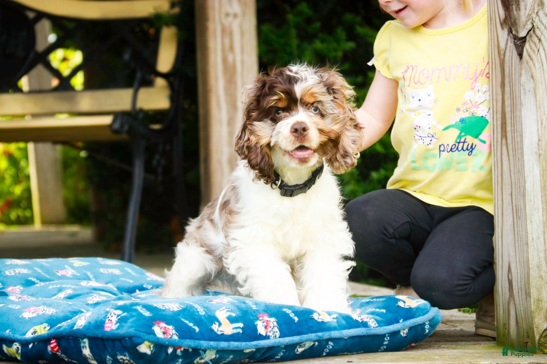 Cocker Spaniel dogs for sale: Beckham - Image 19