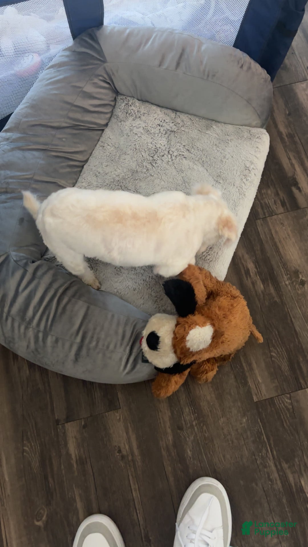 Maltipoo dogs for sale: Ghost - Image 13