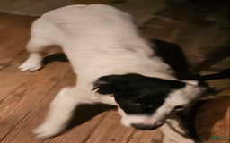 Border Collie dogs for sale: Divvy - Image 10