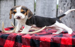 Beagle dogs for sale: Kylo - Image 4
