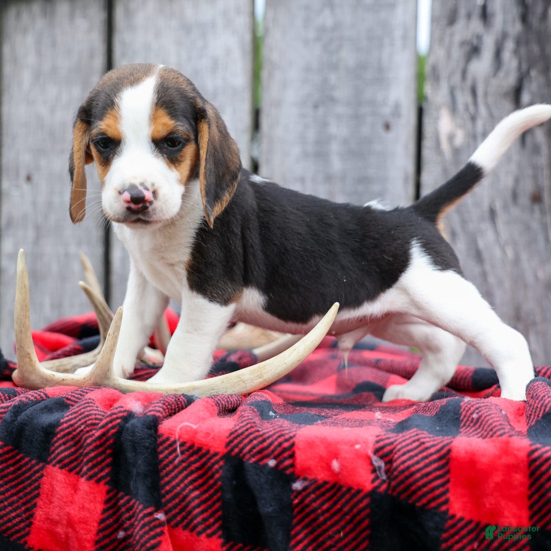 Beagle dogs for sale: Kylo - Image 4