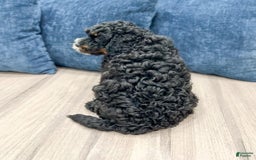 Mini Bernedoodle dogs for sale: Diego - Image 2