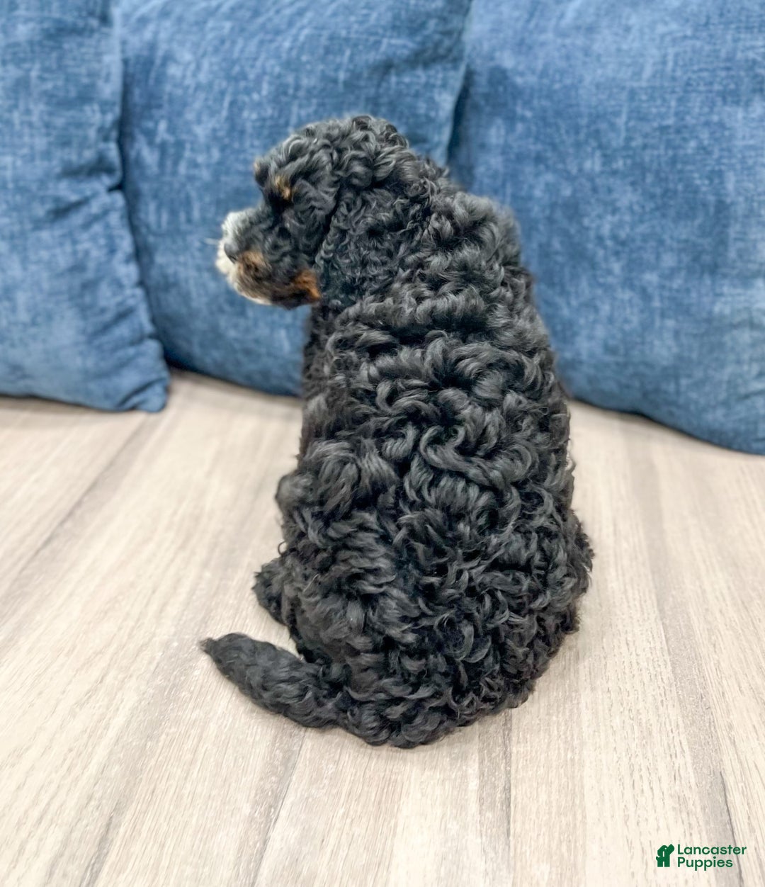 Mini Bernedoodle dogs for sale: Diego - Image 2