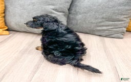 Yorkiepoo dogs for sale: Murphy - Image 1