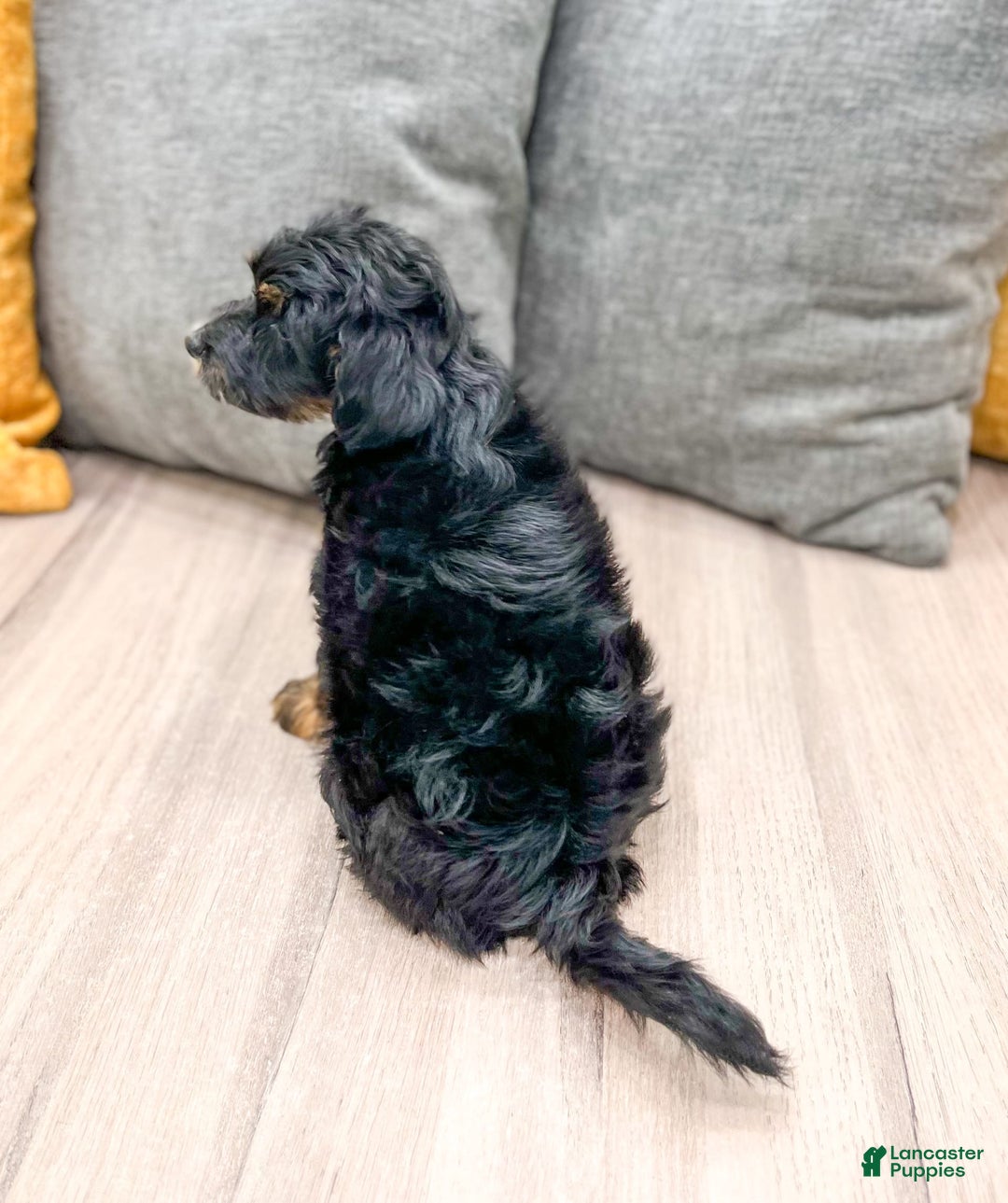 Yorkiepoo dogs for sale: Murphy - Image 1
