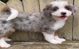 Mini Bernedoodle dogs for sale: 💜 Boston Ma 💜 Mini Bernedoodle - Image 32
