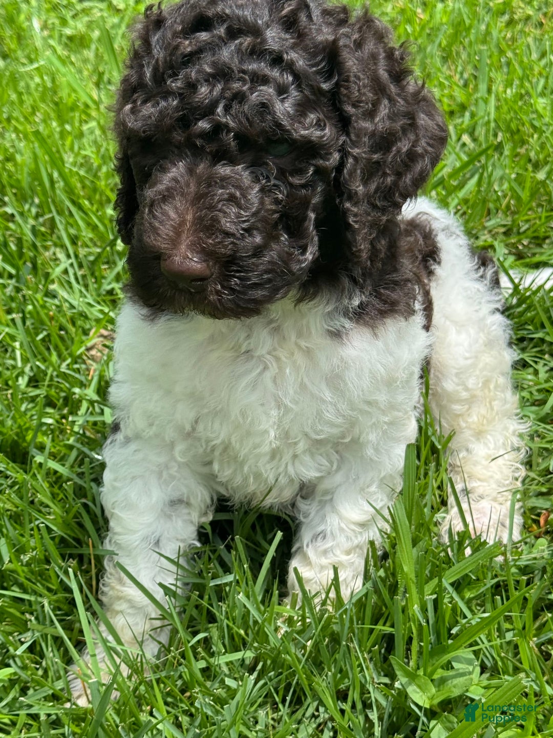 Labradoodle dogs for sale: Toby - Image 2