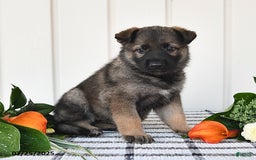 German Shepherd dogs for sale: Paris - Image 1